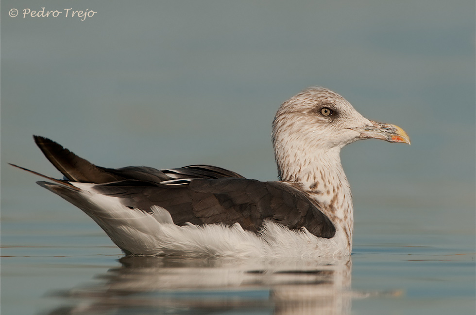 Gaviota sombria (Larus fuscus)